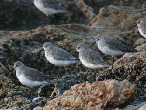 pobre�n�k krivozob�
 (Calidris ferruginea
)