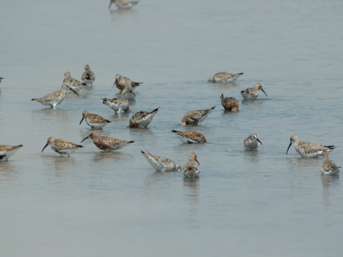 pobre�n�k krivozob�
 (Calidris ferruginea
)