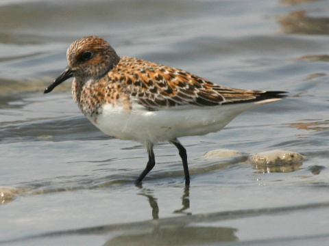 pobre�n�k mal�
 (Calidris minuta
)