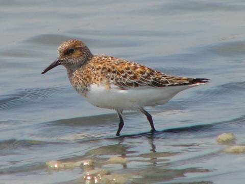 pobre�n�k mal�
 (Calidris minuta
)