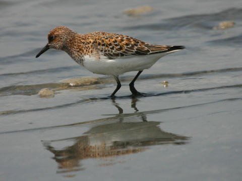 pobre�n�k mal�
 (Calidris minuta
)