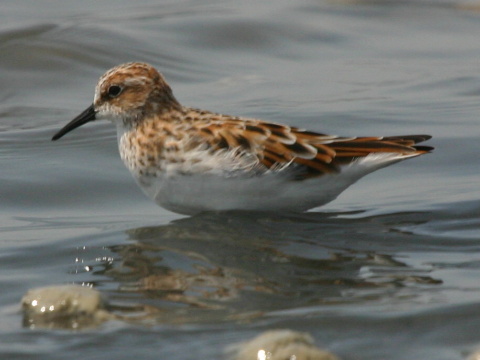 pobre�n�k mal�
 (Calidris minuta
)