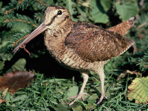 sluka lesn� / sluka h�rna
 (Scolopax rusticola
)