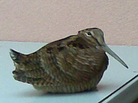 sluka lesn� / sluka h�rna
 (Scolopax rusticola
)