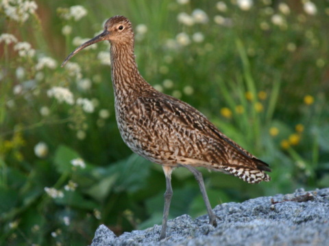 hvizd�k ve�k�
 (Numenius arquata
)