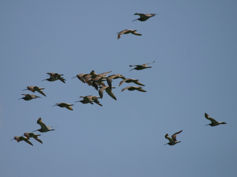 hvizd�k ve�k�
 (Numenius arquata
)