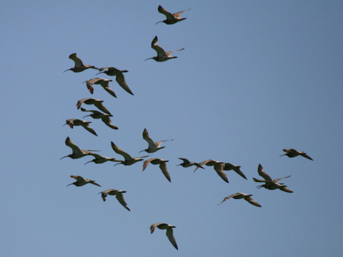 hvizd�k ve�k�
 (Numenius arquata
)