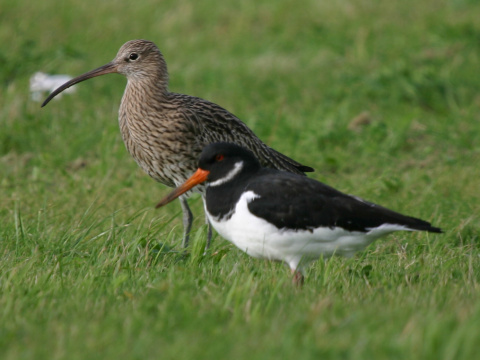 hvizd�k ve�k�
 (Numenius arquata
)