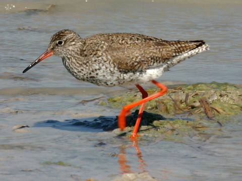 kalu�iak �ervenonoh�
 (Tringa totanus
)