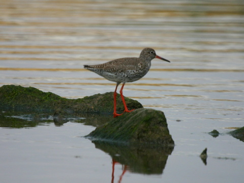 kalu�iak �ervenonoh�
 (Tringa totanus
)