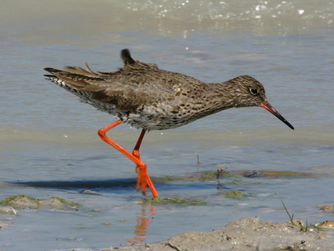 kalu�iak �ervenonoh�
 (Tringa totanus
)