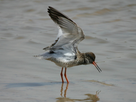 kalu�iak �ervenonoh�
 (Tringa totanus
)