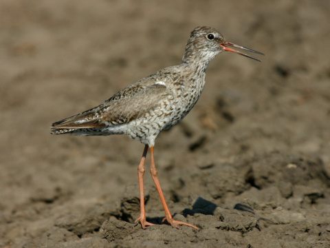 kalu�iak �ervenonoh�
 (Tringa totanus
)