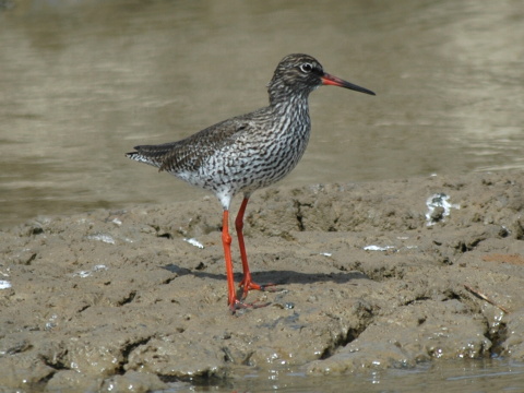 kalu�iak �ervenonoh�
 (Tringa totanus
)