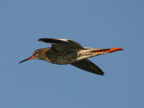 kalu�iak �ervenonoh�
 (Tringa totanus
)