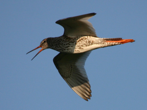 kalu�iak �ervenonoh�
 (Tringa totanus
)