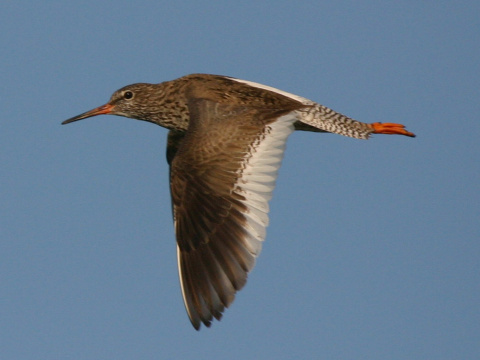 kalu�iak �ervenonoh�
 (Tringa totanus
)