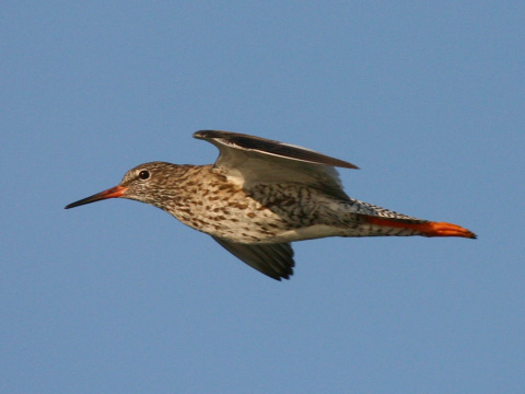 kalu�iak �ervenonoh�
 (Tringa totanus
)