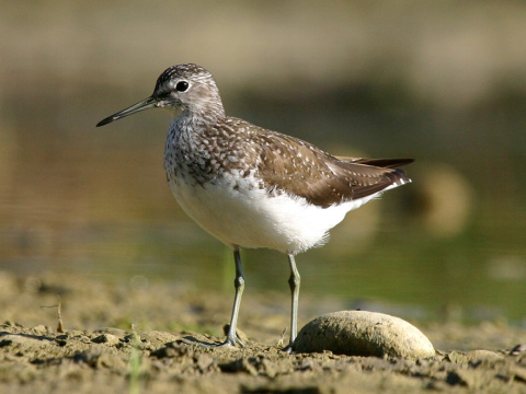 kalu�iak perlav�
 (Tringa ochropus
)