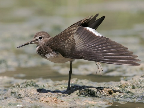 kalu�iak perlav�
 (Tringa ochropus
)