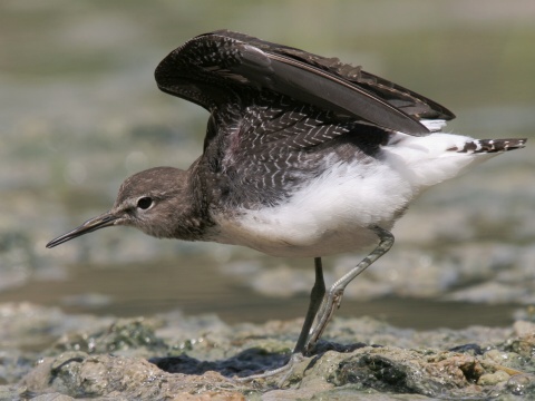 kalu�iak perlav�
 (Tringa ochropus
)