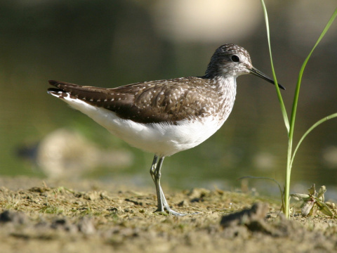 kalu�iak perlav�
 (Tringa ochropus
)