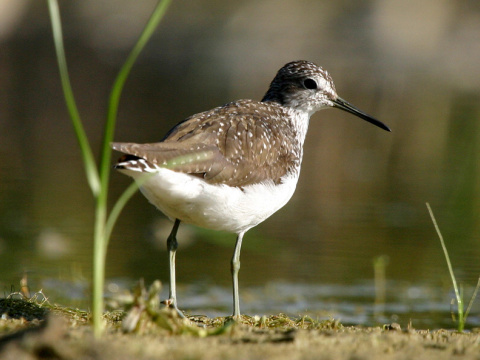kalu�iak perlav�
 (Tringa ochropus
)