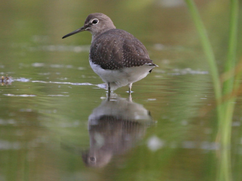 kalu�iak perlav�
 (Tringa ochropus
)