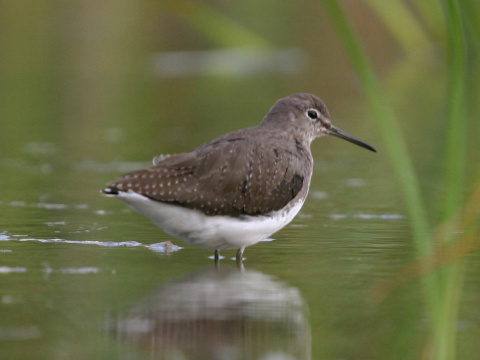 kalu�iak perlav�
 (Tringa ochropus
)