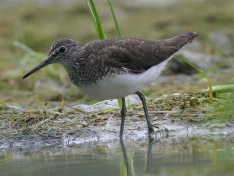 kalu�iak perlav�
 (Tringa ochropus
)