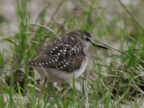 kalu�iak perlav�
 (Tringa ochropus
)