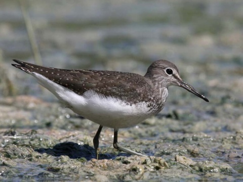 kalu�iak perlav�
 (Tringa ochropus
)