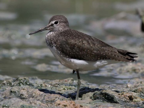 kalu�iak perlav�
 (Tringa ochropus
)