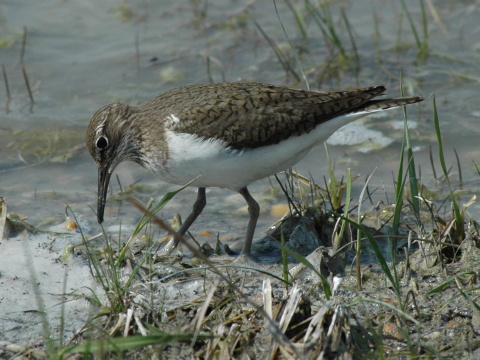 kalu�iak rie�ny / kalu�ia�ik rie�ny
 (Actitis hypoleucos
)