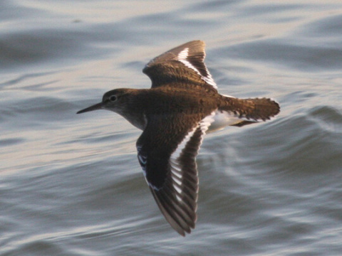 kalu�iak rie�ny / kalu�ia�ik rie�ny
 (Actitis hypoleucos
)
