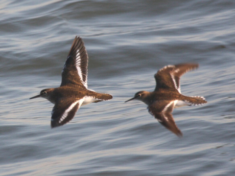 kalu�iak rie�ny / kalu�ia�ik rie�ny
 (Actitis hypoleucos
)