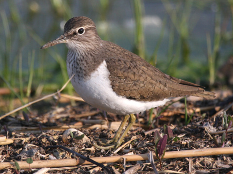 kalu�iak rie�ny / kalu�ia�ik rie�ny
 (Actitis hypoleucos
)