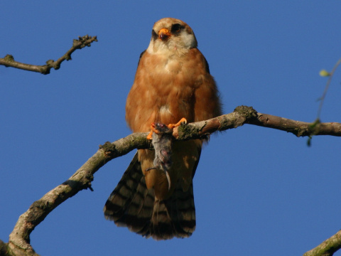 sokol �ervenonoh� / sokol kobcovit�
 (Falco vespertinus
)