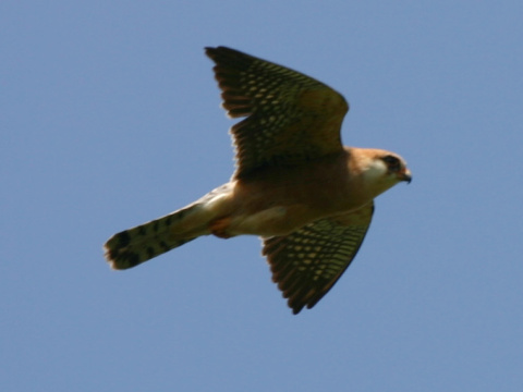 sokol �ervenonoh� / sokol kobcovit�
 (Falco vespertinus
)