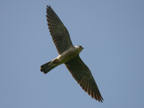 sokol �ervenonoh� / sokol kobcovit�
 (Falco vespertinus
)