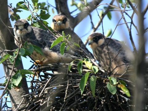 sokol �ervenonoh� / sokol kobcovit�
 (Falco vespertinus
)