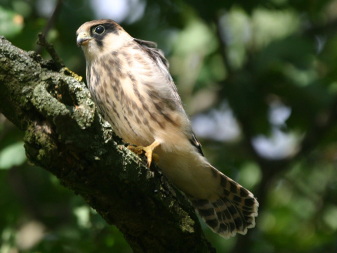 sokol �ervenonoh� / sokol kobcovit�
 (Falco vespertinus
)