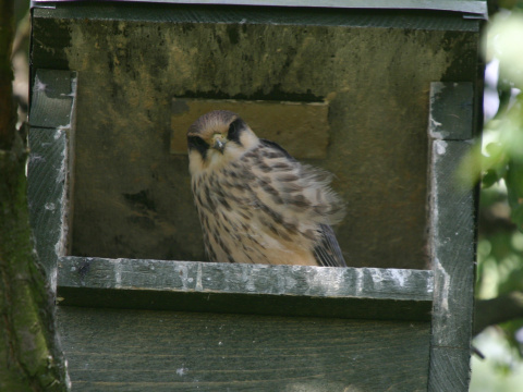 sokol �ervenonoh� / sokol kobcovit�
 (Falco vespertinus
)