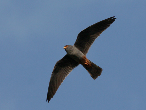 sokol �ervenonoh� / sokol kobcovit�
 (Falco vespertinus
)