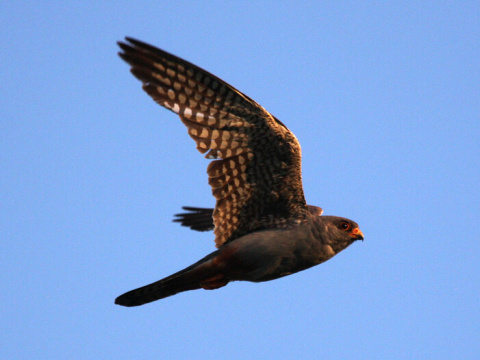 sokol �ervenonoh� / sokol kobcovit�
 (Falco vespertinus
)