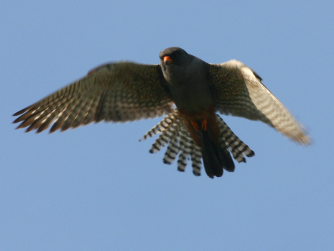 sokol �ervenonoh� / sokol kobcovit�
 (Falco vespertinus
)