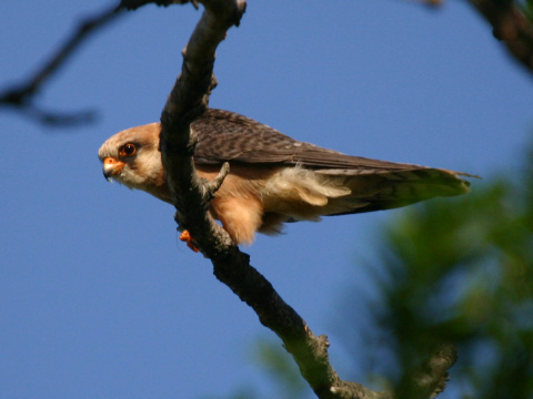 sokol �ervenonoh� / sokol kobcovit�
 (Falco vespertinus
)