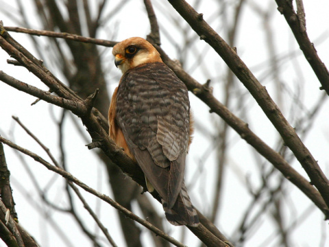 sokol �ervenonoh� / sokol kobcovit�
 (Falco vespertinus
)