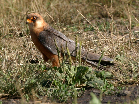 sokol �ervenonoh� / sokol kobcovit�
 (Falco vespertinus
)