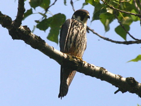 sokol lastovi�iar
 (Falco subbuteo
)